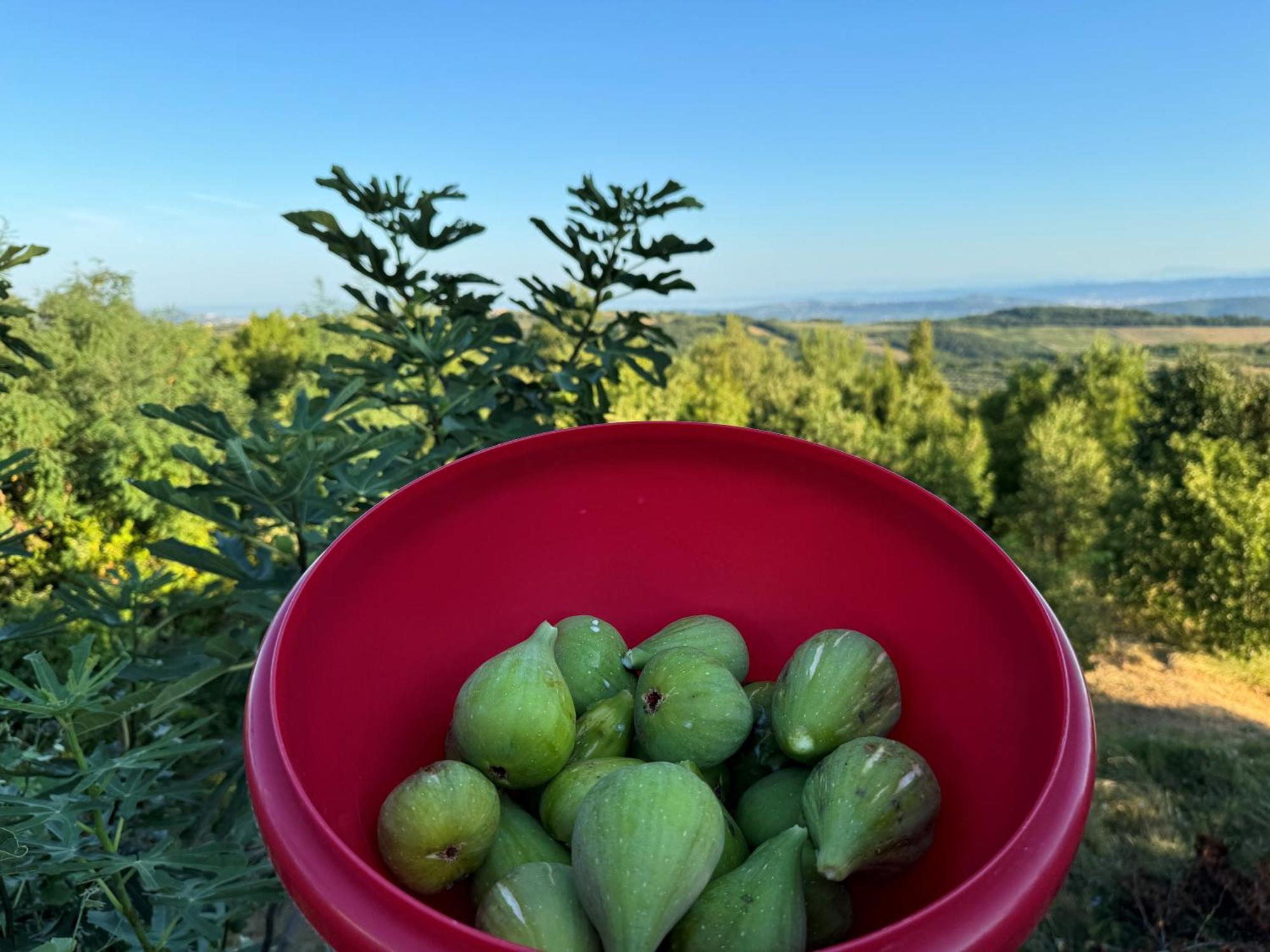 Guesthouse Green Istria Truške Kültér fotó