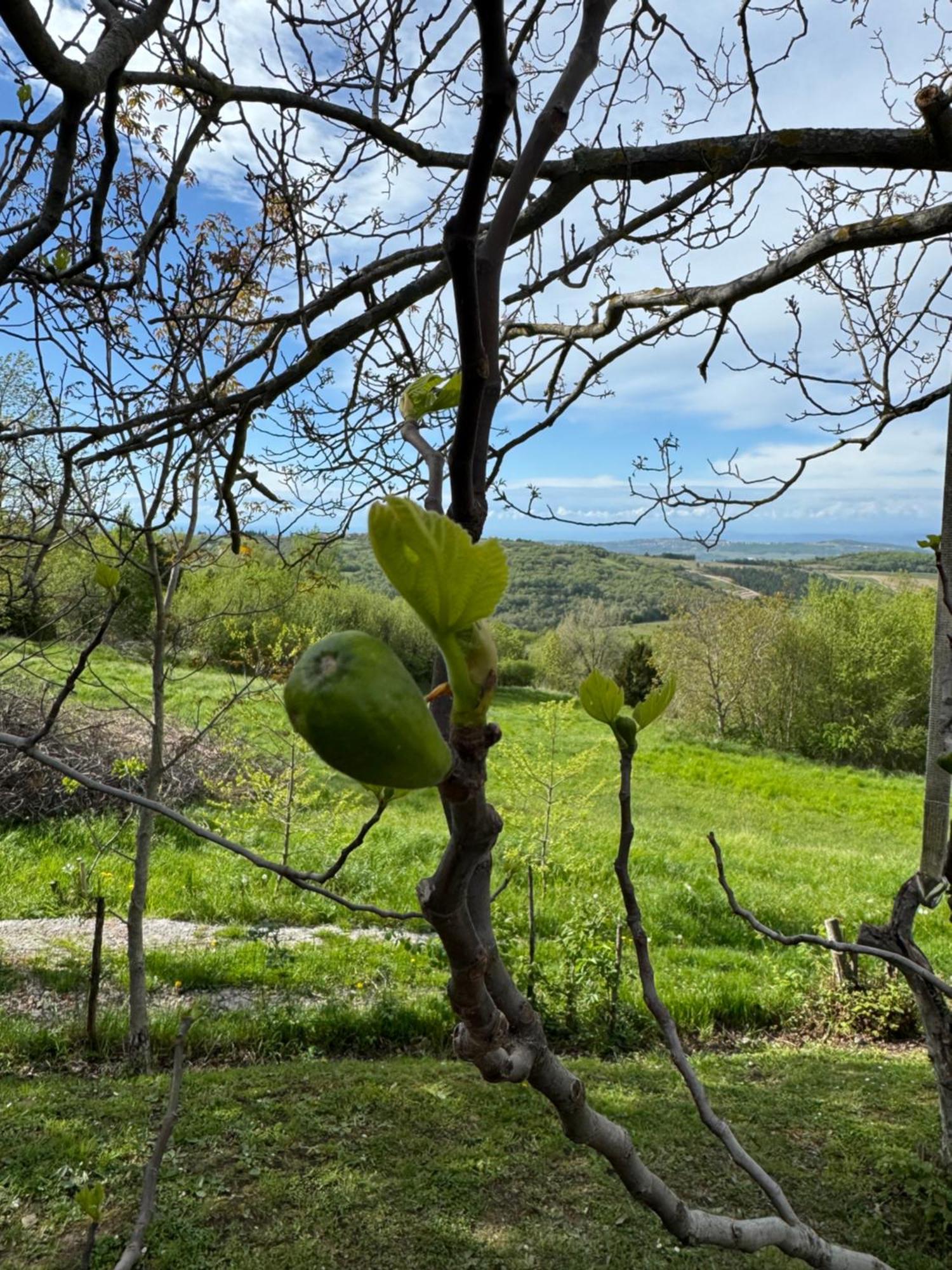 Guesthouse Green Istria Truške Kültér fotó